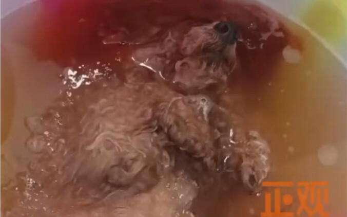 غط الكلب في النوم أثناء الاستحمام: ظن أنه مجرد وعاء من الحساء