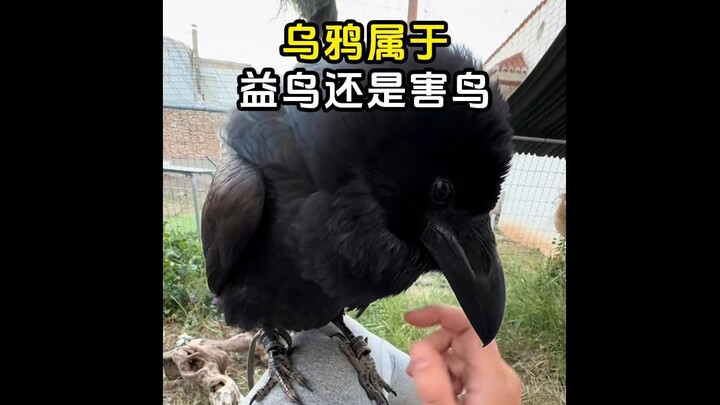 你知道乌鸦是益鸟还是害鸟吗？