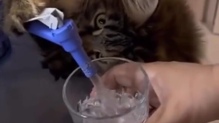 แมว: หางานกินมันไม่ง่ายเลยนะ