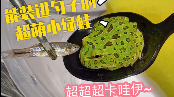 Gua: When you’re craving a little fish, someone else might be eyeing you too! So cute!