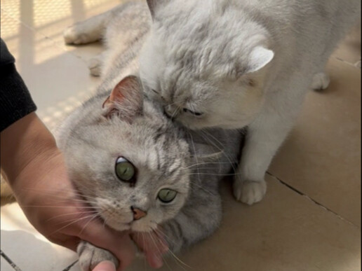 น่าโมโหจริงๆ แค่ทูน่าแท่งเดียวก็ซื้อใจนายได้แล้วเหรอ?