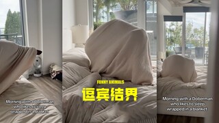 狗傻人坏‼️