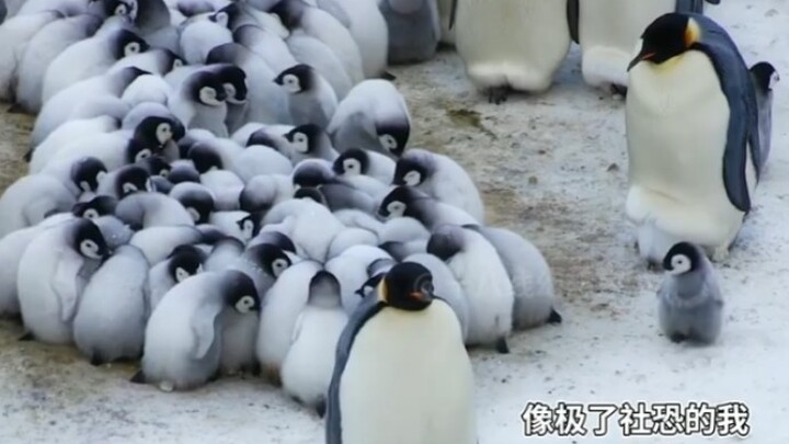 I was healed by the cuteness of the penguin baby!