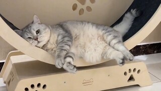 Khi mèo con gặp máy chạy bộ, tại sao lại khác với mèo nhà người ta nhỉ?