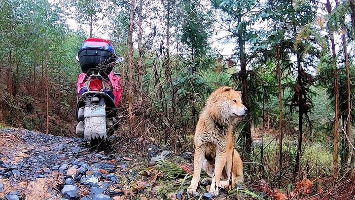 Anjing penggembala Cina, ketika pemiliknya pergi bekerja di pegunungan, ia menunggu di dekat mobil, 