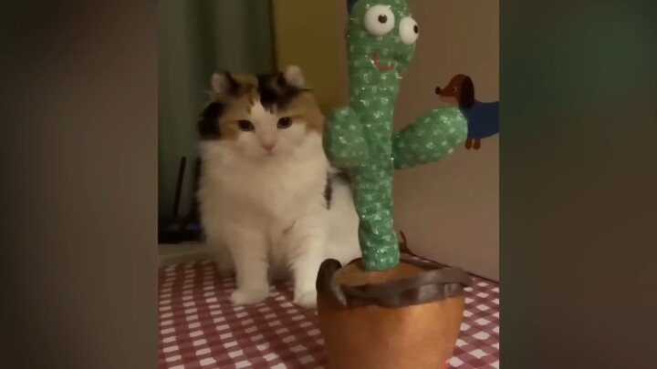 Cats forget to think