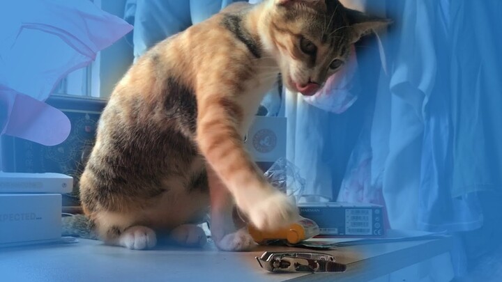 Funny cat playtime - Kitten play with nail clipper - Mèo con tự chơi đùa với cắt móng tay đáng yêu