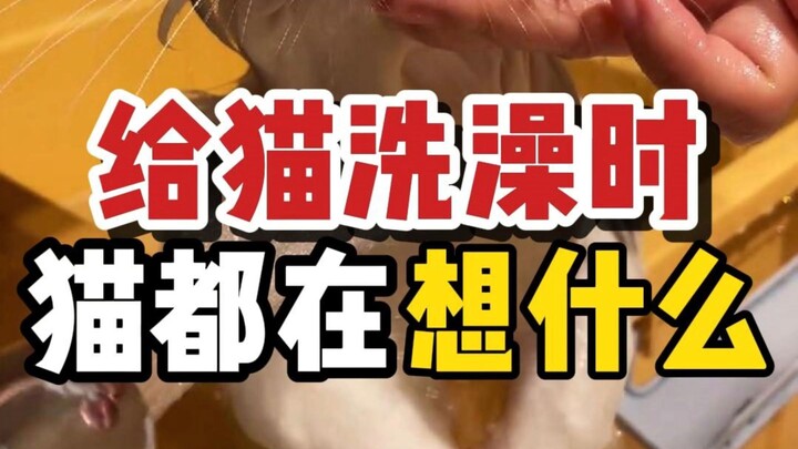 How does a cat perceive being bathed?