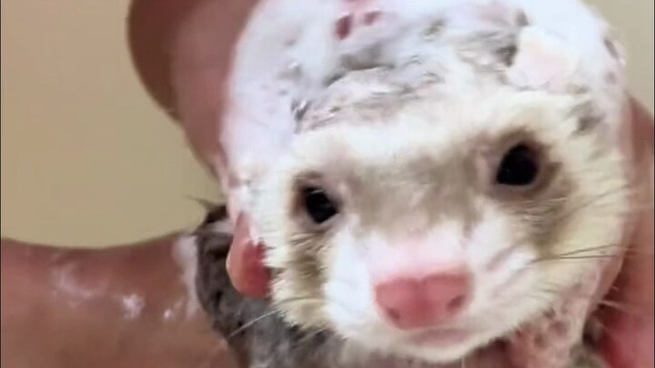 Trực tiếp xem chồn sương tắm rửa