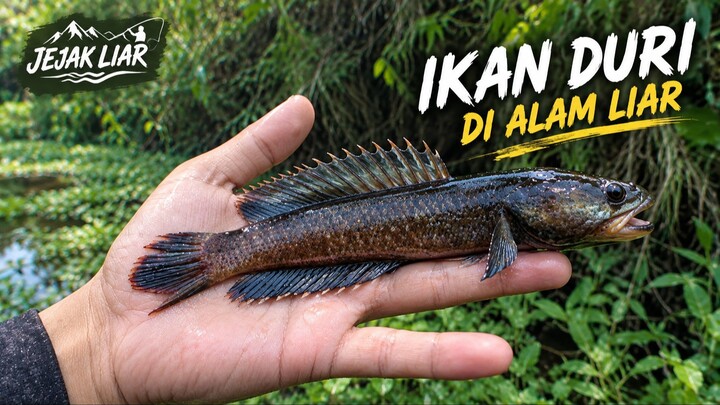 Mancing di Alam Liar, Dapat Ikan dengan Duri Punggung yang Unik!