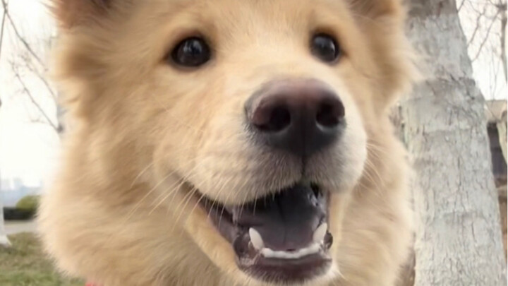 My puppy has grown up! It's so cute!!