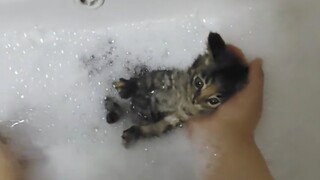 When a kitten takes its first bath