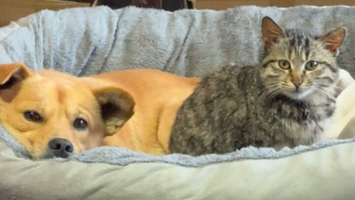 Sau khi tắm xong, chó mèo nhà tôi đã ba ngày nay không thèm nói chuyện với tôi.