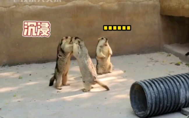 Who hasn’t seen the groundhog breaking up a fight? It’s seriously hilarious and dramatic—never saw t