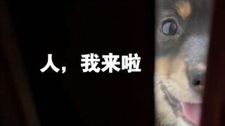 ลูกหมา: คนๆ ฉันมาแล้ว!