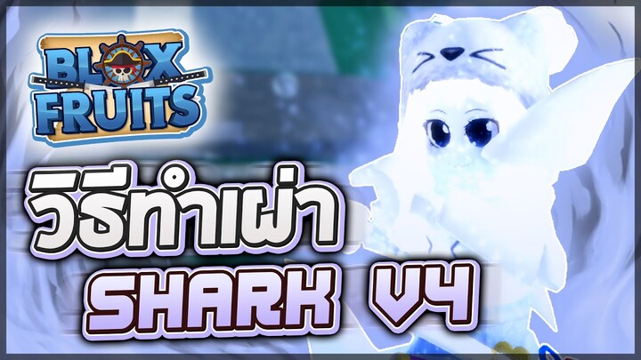 Blox Fruits: RACE V4 🦈 วิธีทำเผ่า Shark v4 ขั้นสุดยอดแบบละเอียด!! เผ่ามนุษย์เงือกที่มีสกิลเกราะน้ำ!?