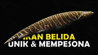 BEBERAPA JENIS IKAN PREDATOR BELINDA YANG BIKIN KAMU INGIN MEMELIHARA