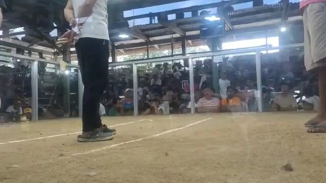 5 stag derby catanauan CSUGF