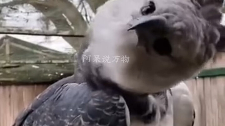 ظهر الضفدع مليء بالثقوب؟ أغمض عينيك واركض بسرعة! مجرد نظرة واحدة تجعل شعرك يقف من الرعب.