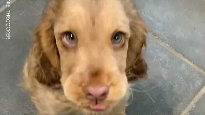 Mata besar yang indah milik anjing poodle