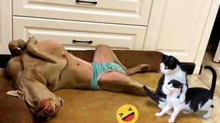 Funniest Cats And Dogs Videos 😁 - Best Funny Animal Videos 2023 🥰