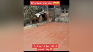 Làm quen 1 lúc mới nhớ ra nó là chủ của mình. Đúng là đi lâu chó quên mặt chủ 🤣 voiceeffects  chócon hàihước