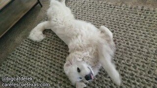 Upside-Down Dog Zone | WATC 470