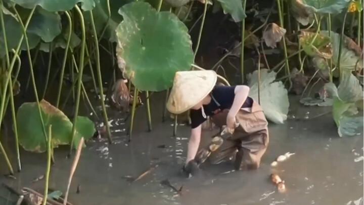 Seberapa besar usahaku demi makan semangkuk jajanan jalanan berupa bubur teratai dingin?!