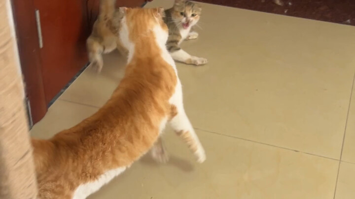 Thường ngày của Hakizong