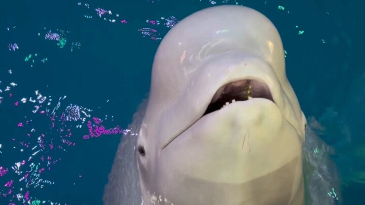 Taking Little Blackie's temperature!