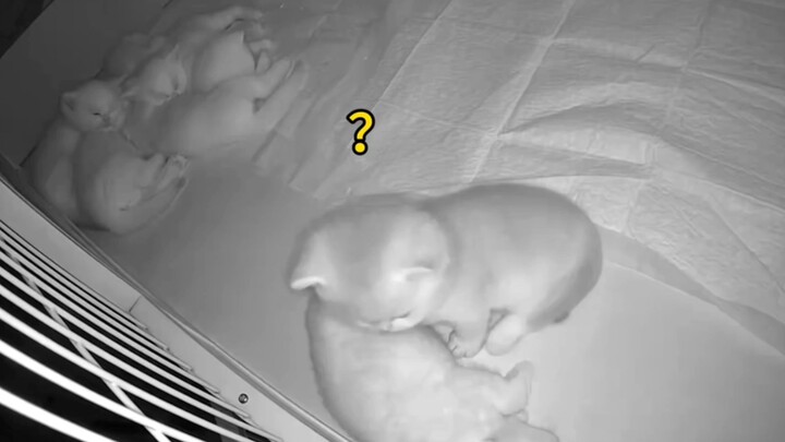 Anak kucing dikejar dan digigit nyamuk