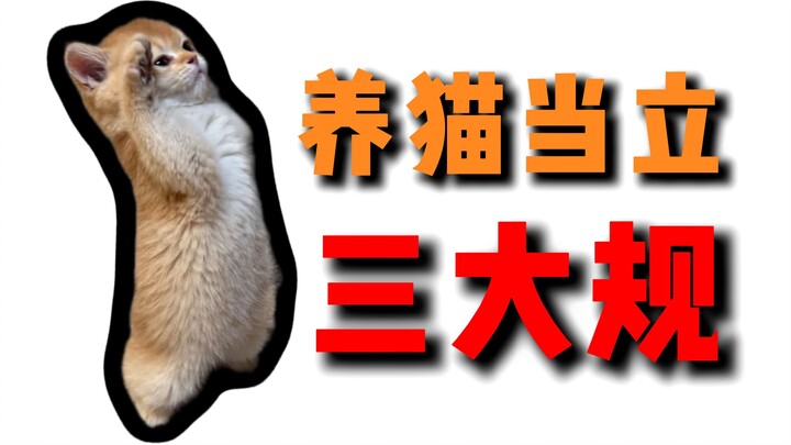 Mengadopsi Kucing Harus Punya Tiga Aturan Utama