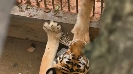 Ác vậy sao? Về rồi chân có vấn đề gì không