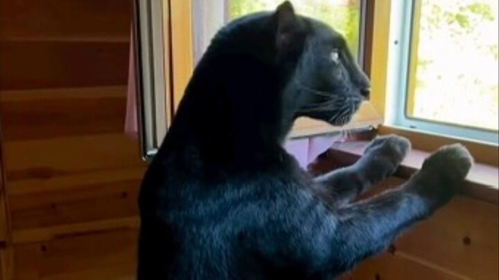 Saat kamu mencolek tubuh Black Panther dengan tangan, ia langsung memasang ekspresi wajah yang kebin
