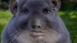 أعيد نشره للإخوة ليتحول إلى "شياو نان نيانغ" [مجموعة مقاطع فيديو خارقة ومضحكة من الخارج #5]