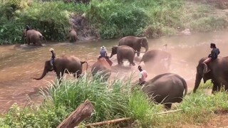 เย็นนี้ควาญช้างพาช้างไปเล่นน้ำก่อนปล่อยเข้าป่า