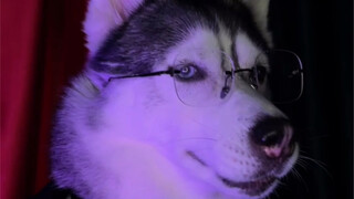 لقد سيطرت علي تماماً هذه التعبيرات الصغيرة للهاسكي