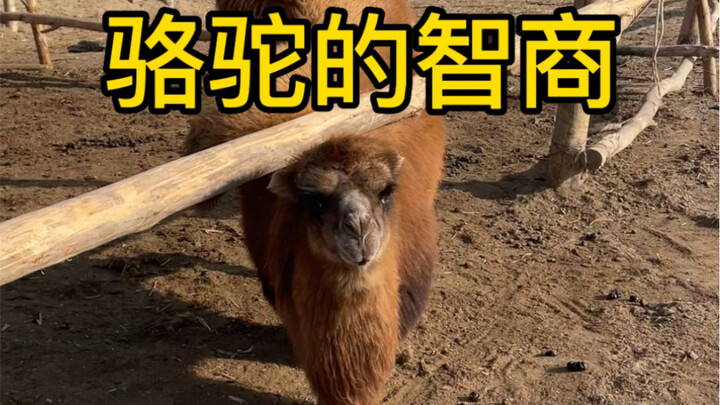 Why Is Fat Camel So Fat?