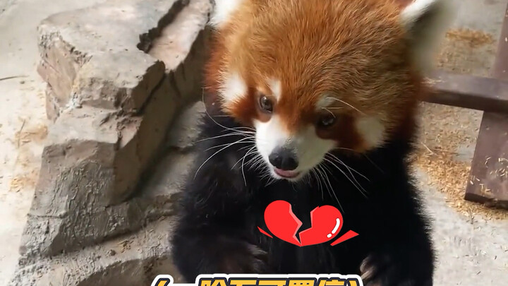 Bé yêu, em thực sự làm anh chết ngất vì đáng yêu!
