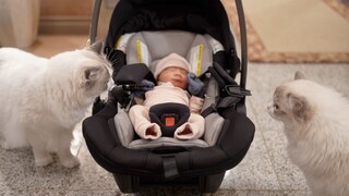 Hewan-hewan kecil bertemu bayi manusia untuk pertama kalinya