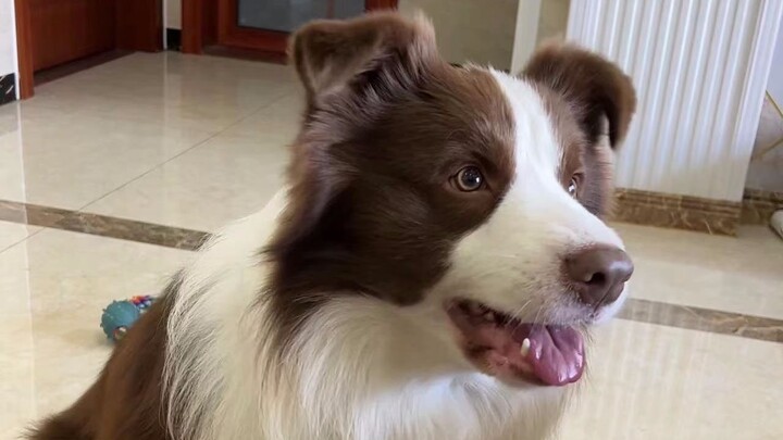 Cá con: Đúng là bực mình chó luôn!