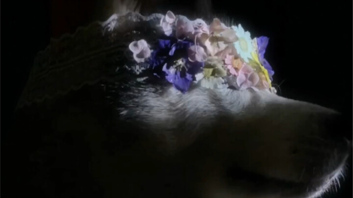 Chế ra một bộ “Nhị Ha Giang Hồ”