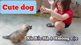 Chó Bắc Hà xù, Hmông cộc đẹp tuyền một màu hiếm khi gặp | cute dog.