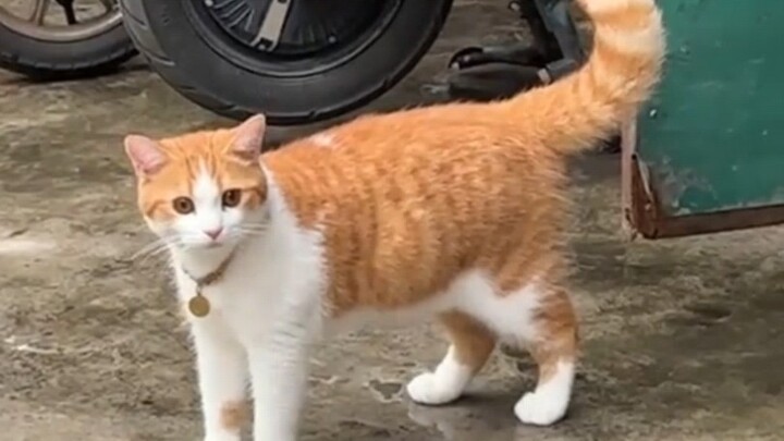 Kucing kecil ini benar-benar cantik, ingin mencuri...