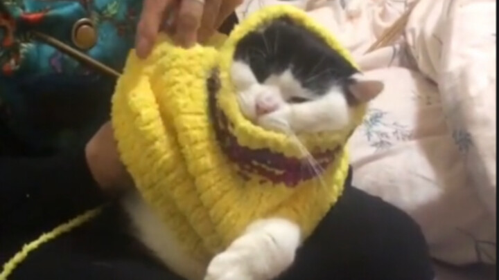 "Mommy Treasure Meow"