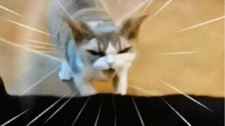 千岁岁和岁岁千到底有没有关系？