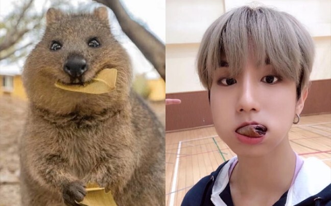 Khoa học thú vị về động vật K-pop: Chuột túi lùn đuôi ngắn Wooka