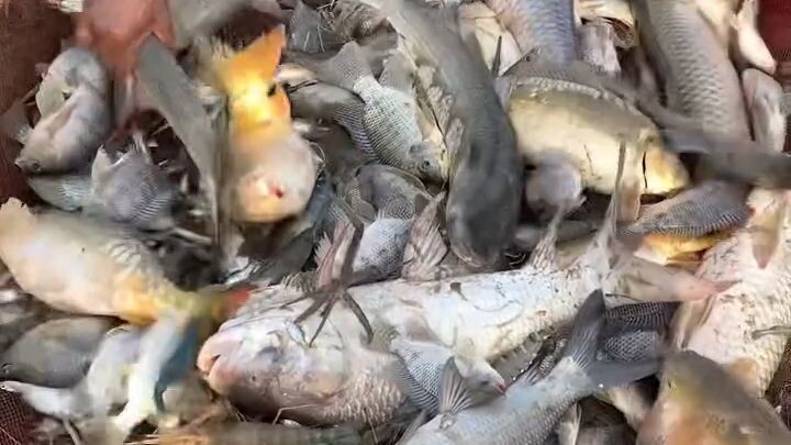 Fishing 🐠🐠🦐🦐 #fish #fishing #shorts