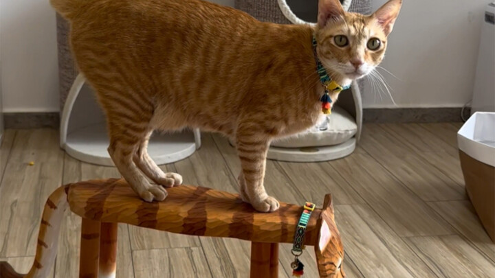 Ternyata kucing oranye bisa dijadikan begitu banyak hal yang menarik