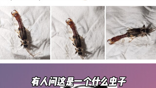 碳基生物评论第二弹